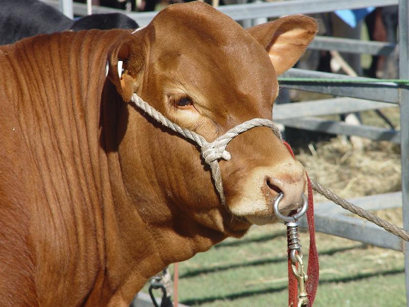 beef-week 018.jpg